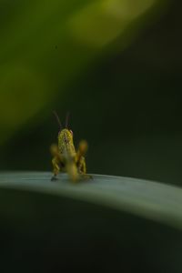 Close-up of spider on flower