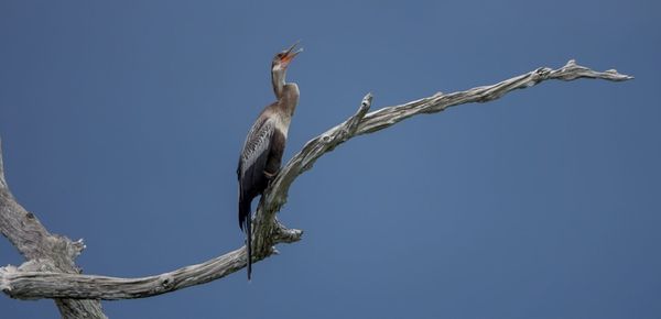 Low angle view of bird perching on tree against sky