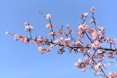 Low angle view of apple blossoms in spring against clear sky