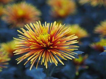 Close-up of yellow flowering plant