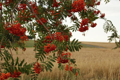 Red berries on tree in field