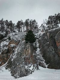 Snow covered trees against sky