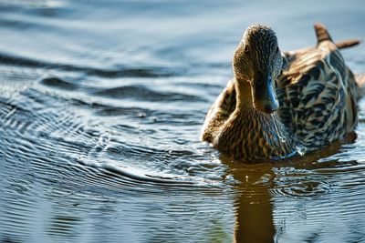 Birds swimming in lake