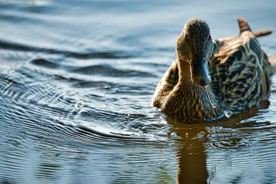 Swimming duck