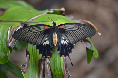 Close-up of butterfly on leaf