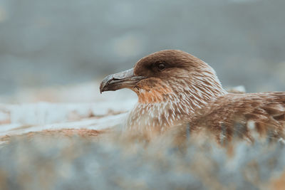 Bird perching on land