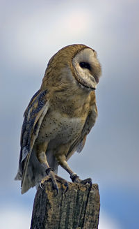 Owl perching on wooden post against sky