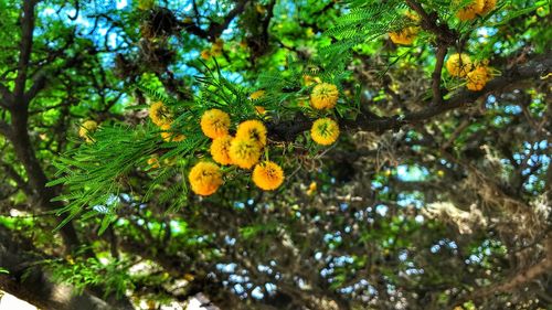 Low angle view of flowering plants against trees