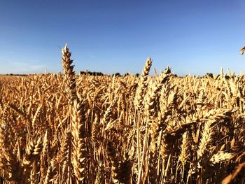 View of wheat field against sky