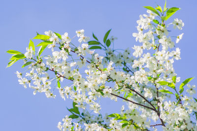 Close up of cherry tree in bloom on blue sky background