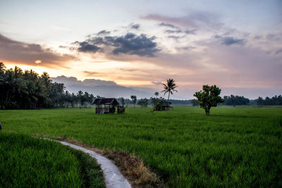 Scenic view of field against sky during sunset