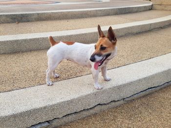 High angle view of dog standing on floor
