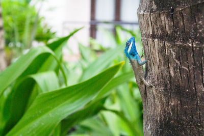 Close-up of a bird on tree trunk