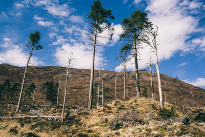 Low angle view of trees on landscape against sky