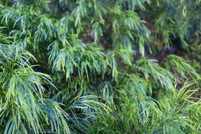 Full frame shot of fresh green plants