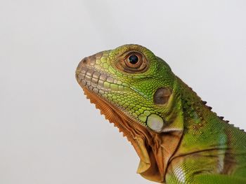 animal themes
