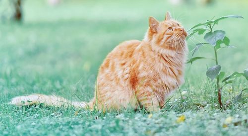 Ginger cat lying on grass