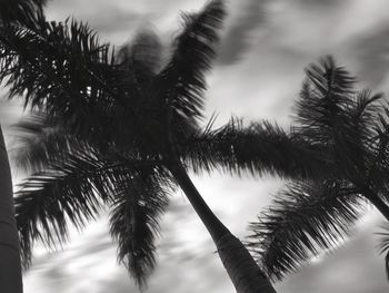 Low angle view of palm trees