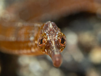 Close-up of turtle in sea