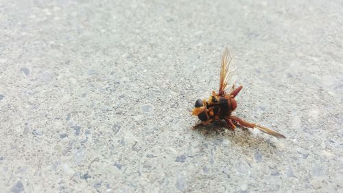 High angle view of insect on sand