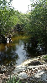 Scenic view of waterfall in forest