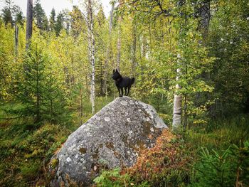 Horse standing in a forest