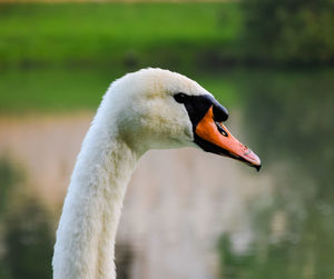 Close-up of swan on lake