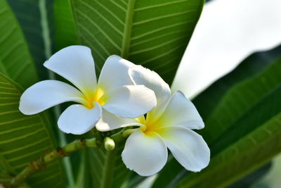 Close-up of white flowering plant