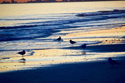 Seagulls perching on a beach