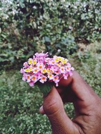 Close-up of hand holding pink flowers by plants