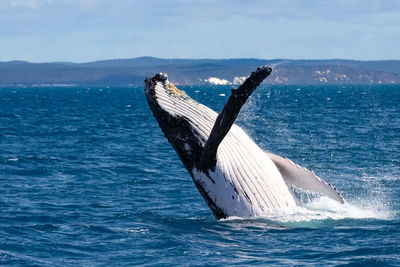 Whale in sea