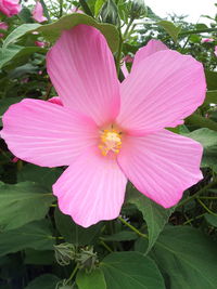 Close-up of pink flower