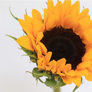 Close-up of yellow rose against white background