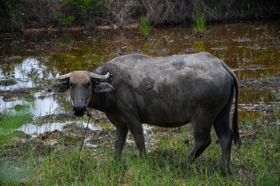 Buffalo standing on field