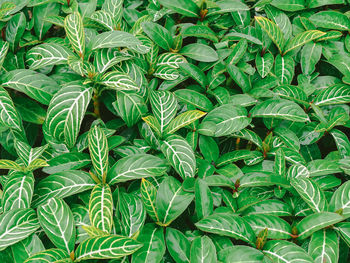 Full frame shot of fresh green leaves