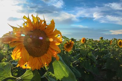 Close-up of sunflower blooming on field against sky
