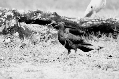 Bird on tree stump