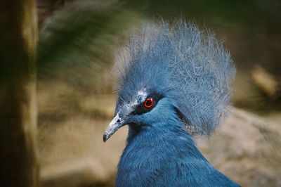 Close-up of pigeon