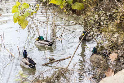 Birds swimming in lake