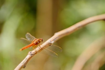 Close-up of insect on twig