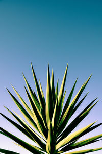 Low angle view of palm tree against clear blue sky