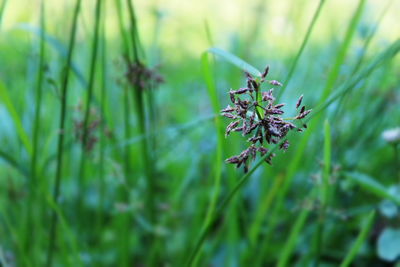 Close-up of grasshopper on grass