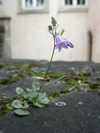 Close-up of purple flowers