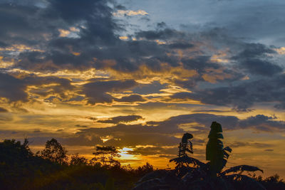 Silhouette tree against sky during sunset