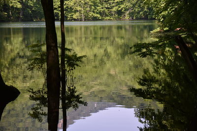 Reflection of trees in lake