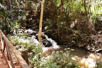 Scenic view of waterfall in forest