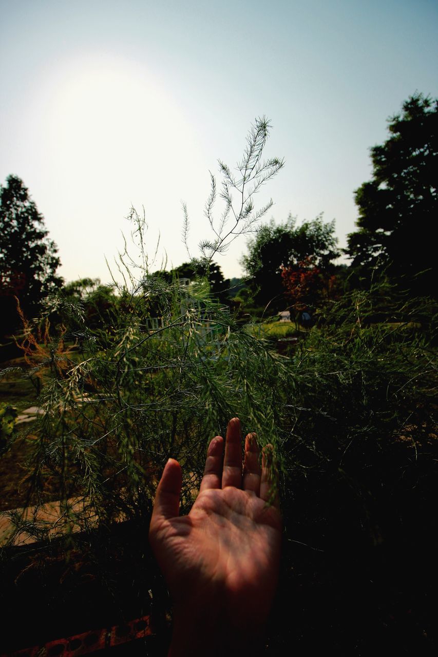 human body part, tree, human hand, one person, real people, grass, outdoors, men, nature, day, close-up, sky, people