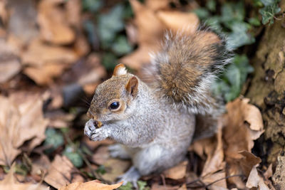 Close-up of squirrel