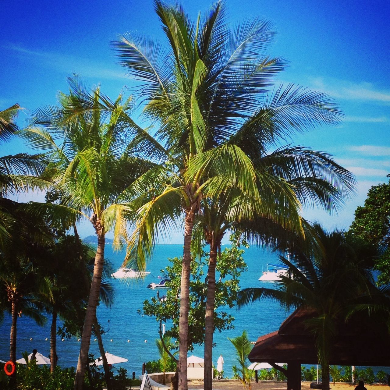 palm tree, tree, water, blue, sky, growth, tranquility, tranquil scene, beauty in nature, scenics, nature, sea, tree trunk, coconut palm tree, green color, branch, tropical climate, beach, idyllic, sunlight