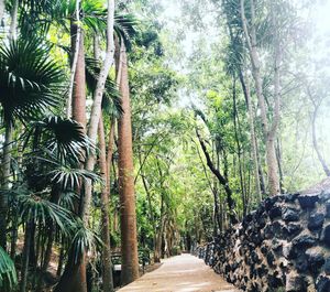 Road amidst trees in forest